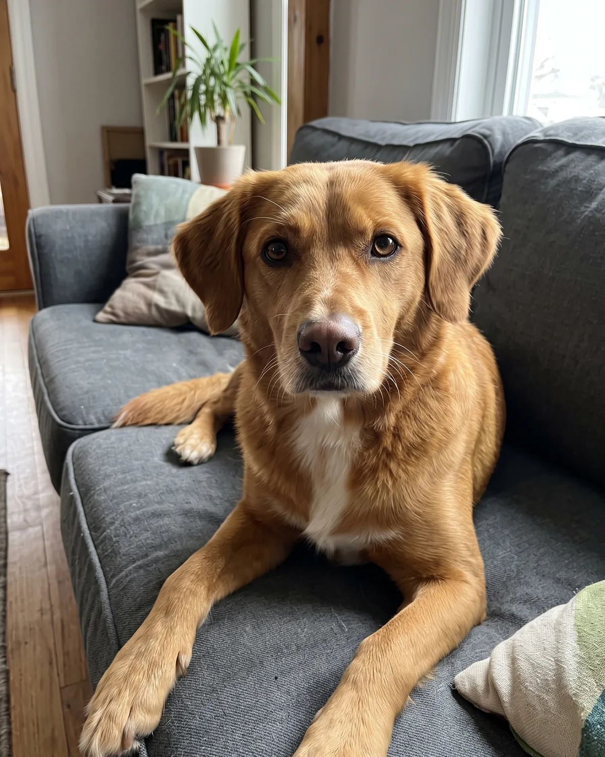 Golden-brown mixed-breed dog with floppy ears and a white chest patch lying on a grey sofa.