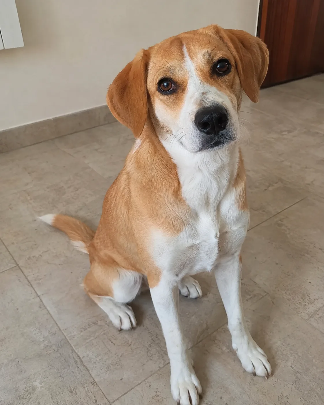 Brown-and-white dog with a white face stripe, on a tiled floor.
